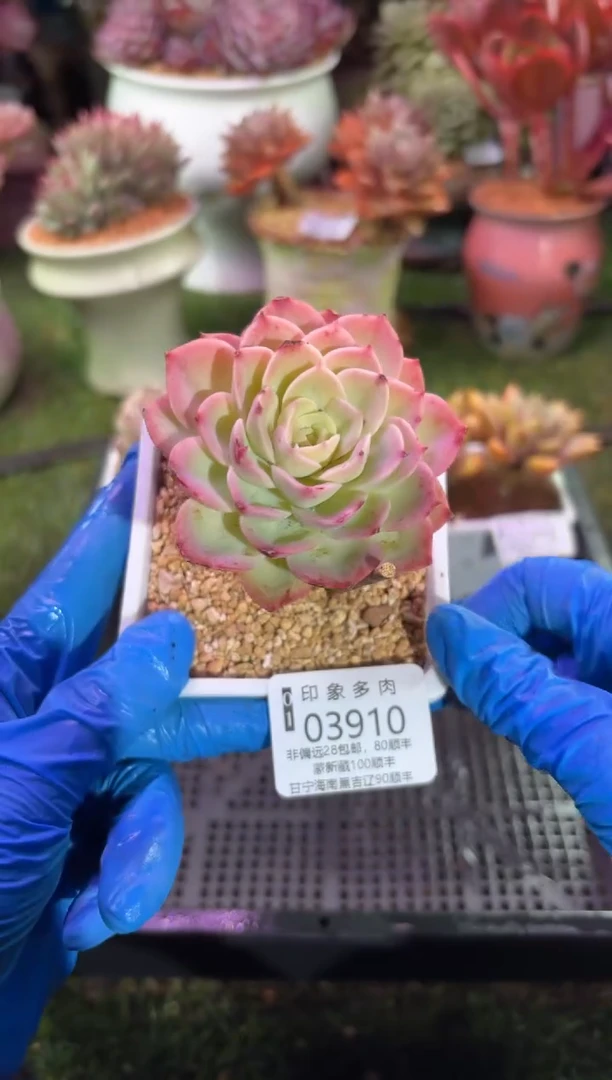 【闪购商品】03910