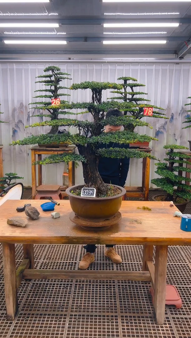 无花朵精品盆景直播间一物一拍