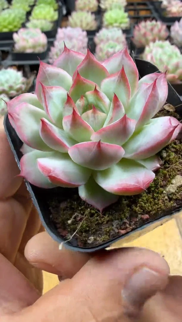 东云多肉园三号店-77