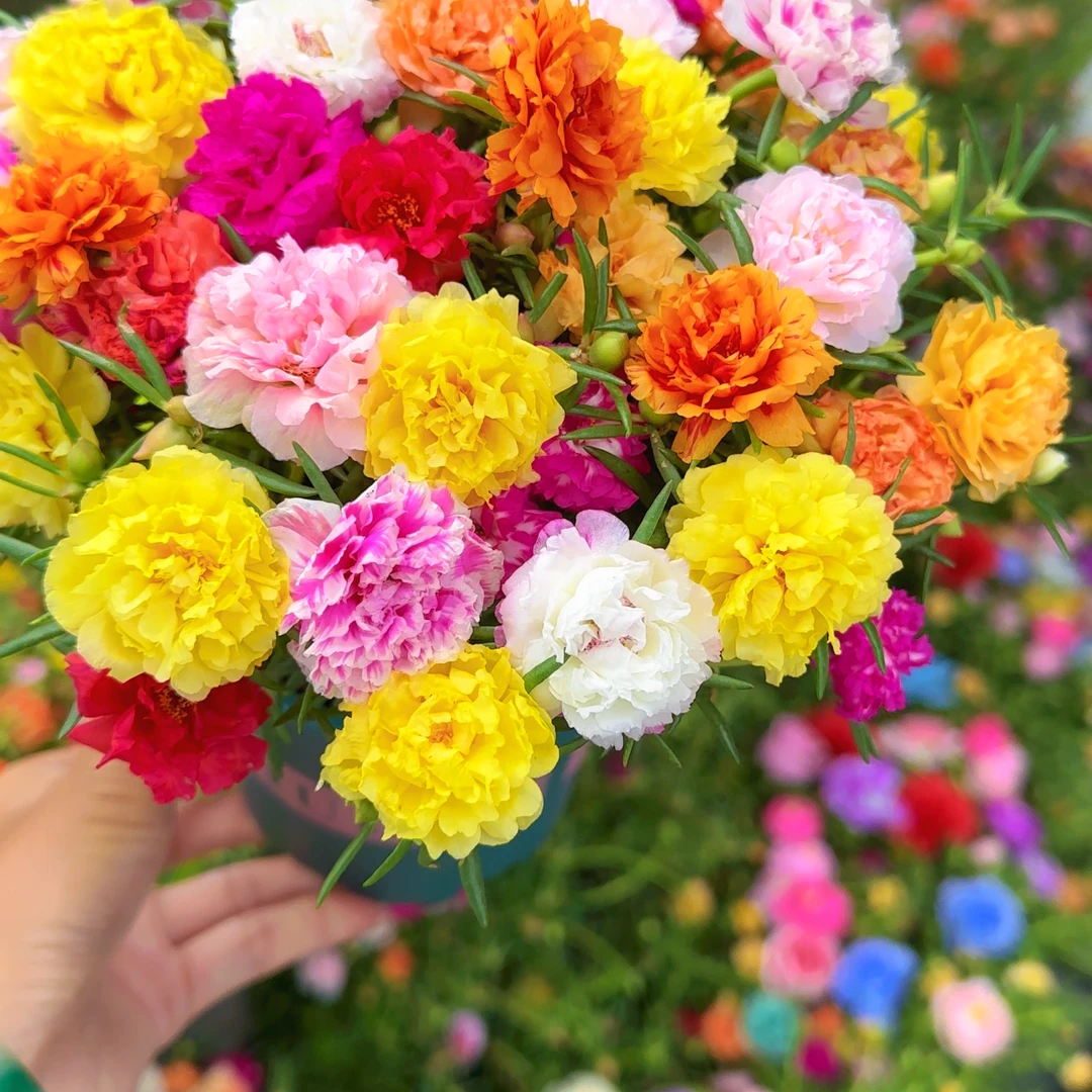 重瓣多色太阳花老桩