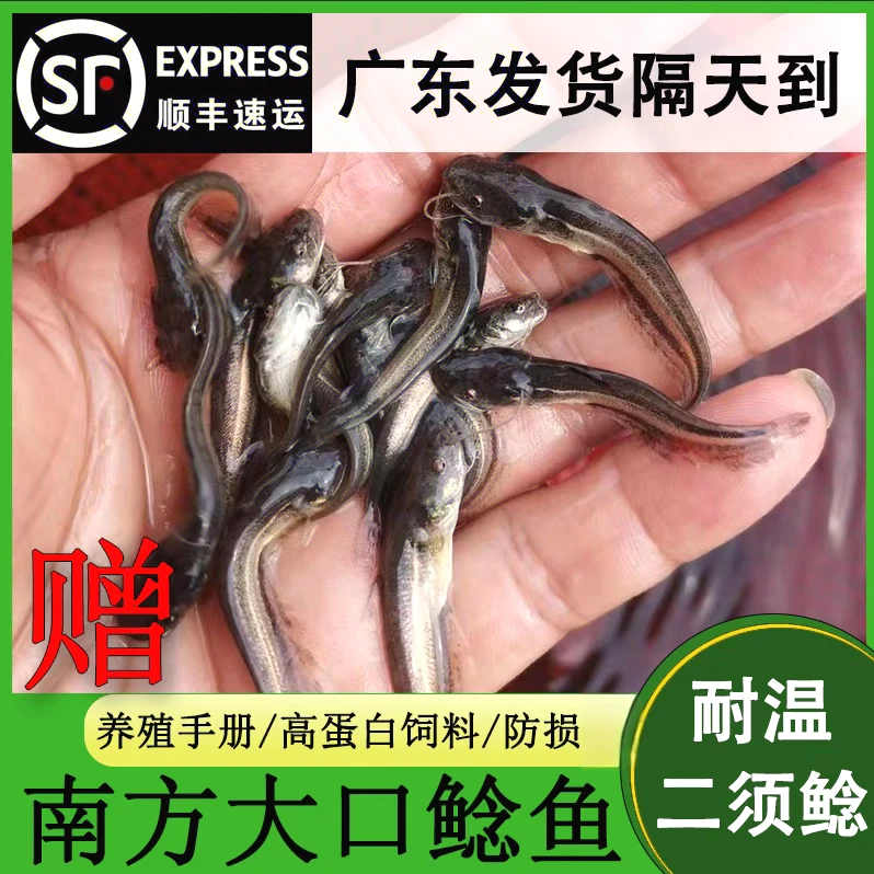 鲶鱼金鱼大口鲶鱼金鱼大品种活体鱼大口鲶二须大口鲶土鲶鲶鱼金鱼