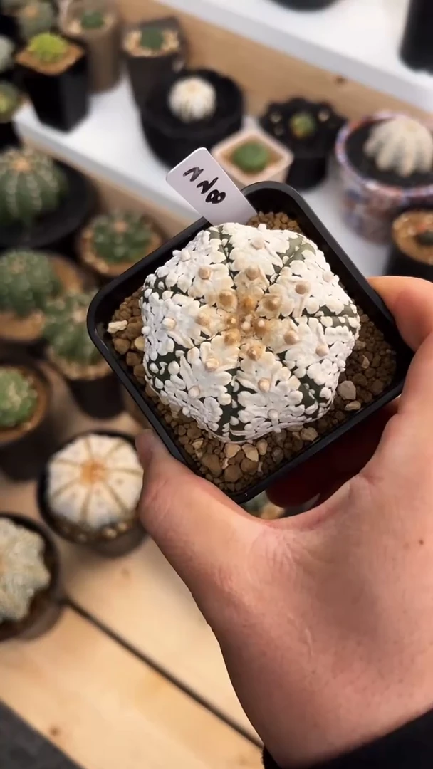 妍**悦实生根星兜编码228