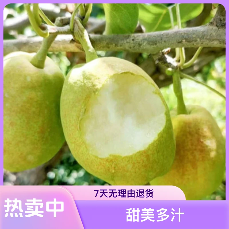 库尔勒沙依东香梨｜皮薄酥脆｜甜美多汁｜梨肉丰厚｜全国包邮