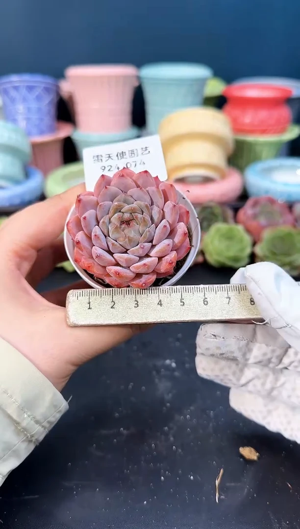 924-074青山（冠幅5cm）