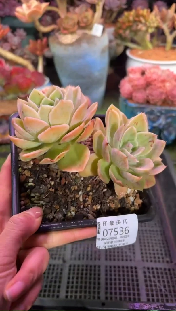 【闪购商品】07536