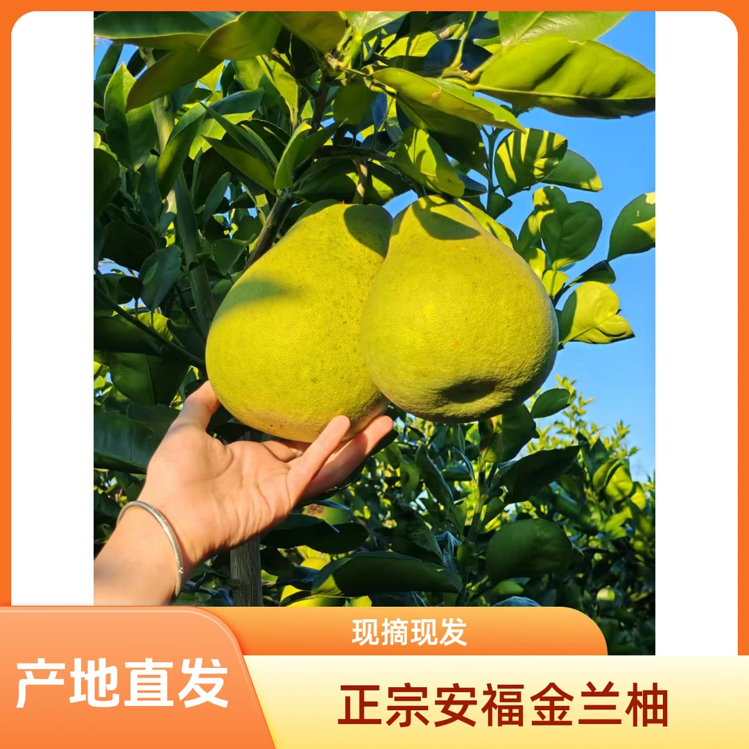 江西井冈蜜柚之王正宗安福金兰柚产地直发