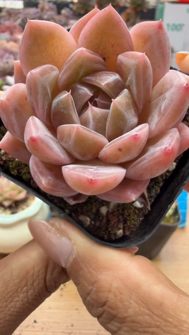 东云多肉园二店-165