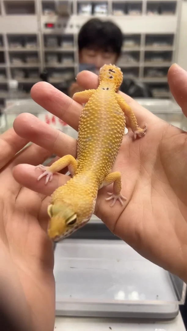 豹纹守宫豹纹守宫30