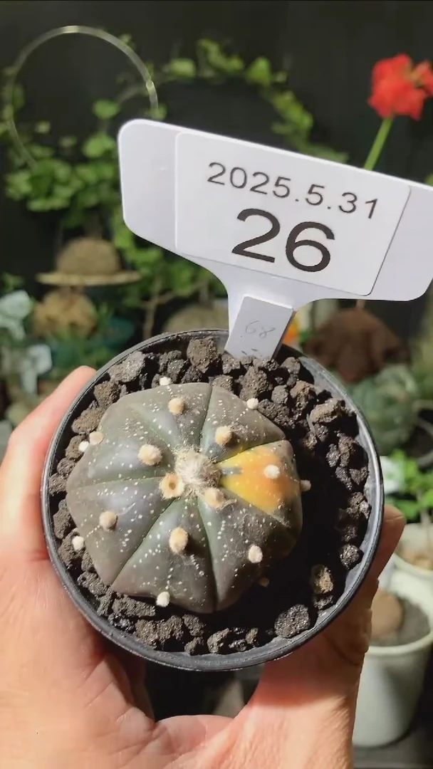 26号5.31福利实生兜