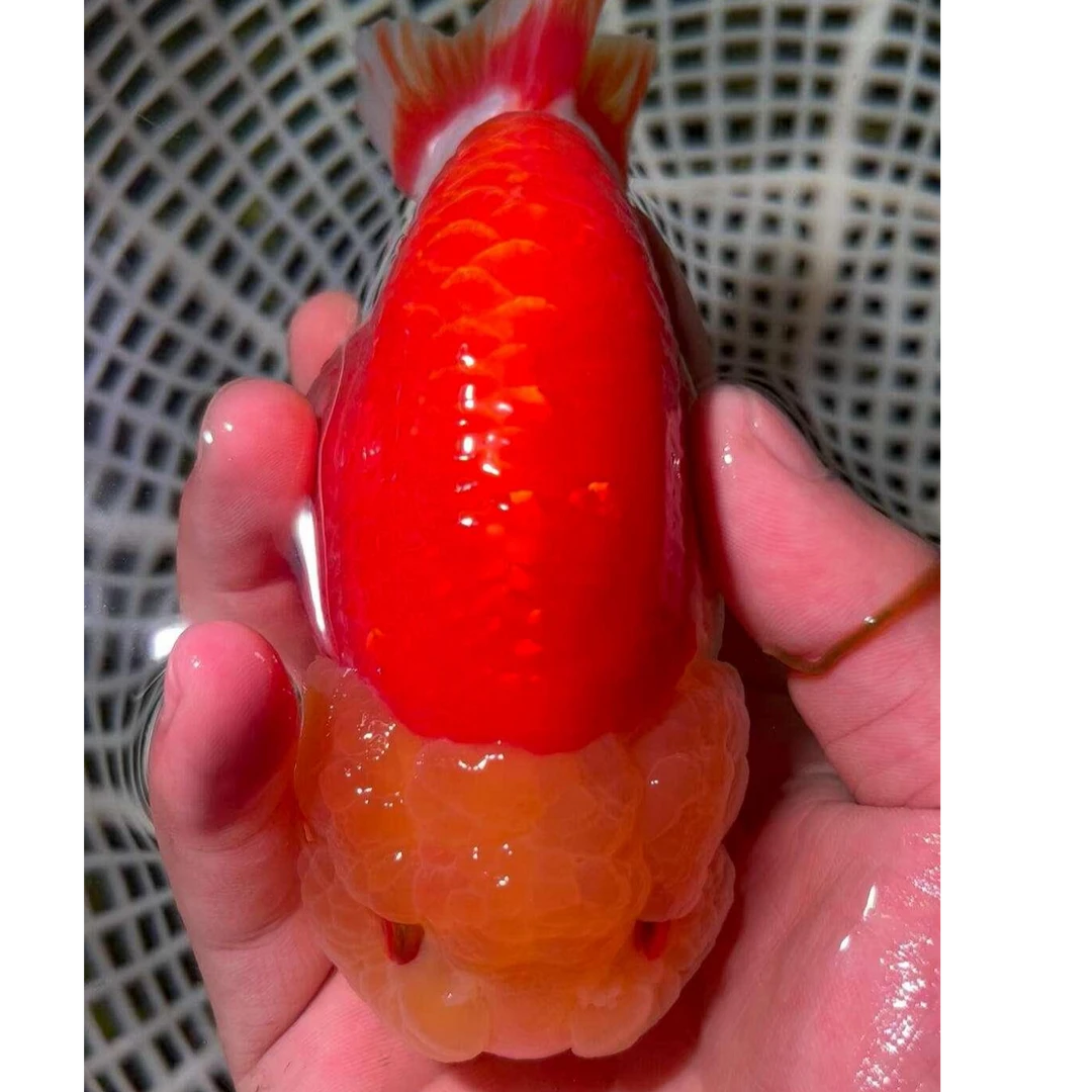 玉面红袍兰寿冷水鱼金鱼