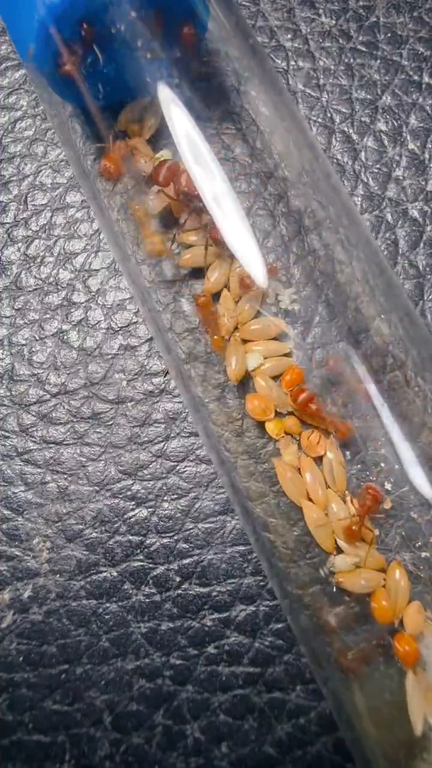 蚂蚁工坊234海湾