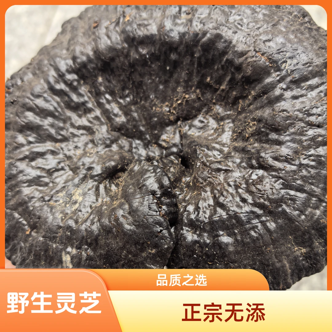 正宗野生灵芝，纯天然无添加！炖汤，泡茶！