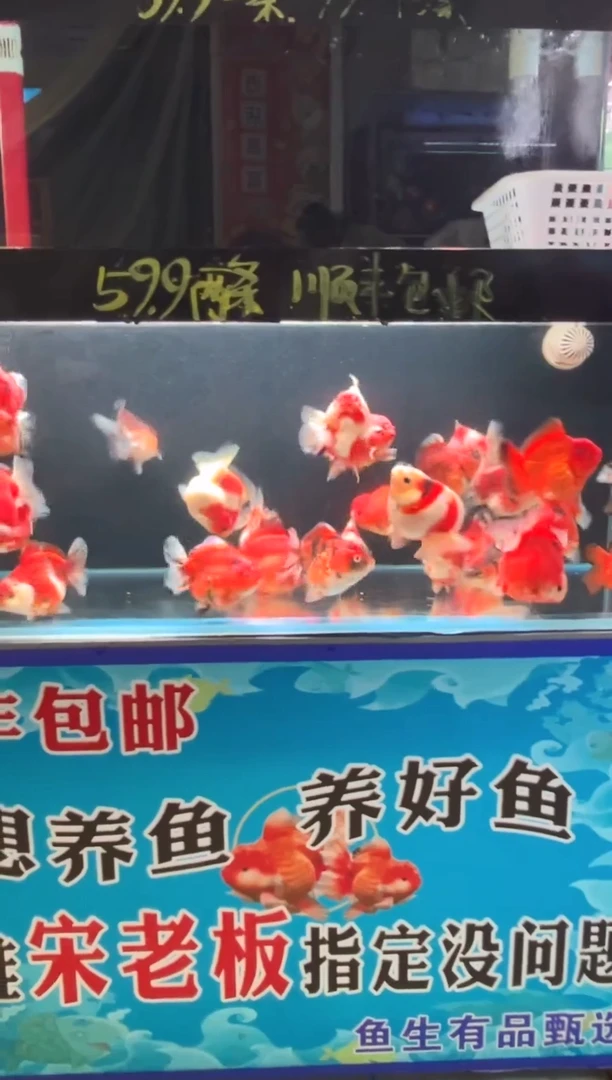 金鱼?**?7ikc专拍大f1三条