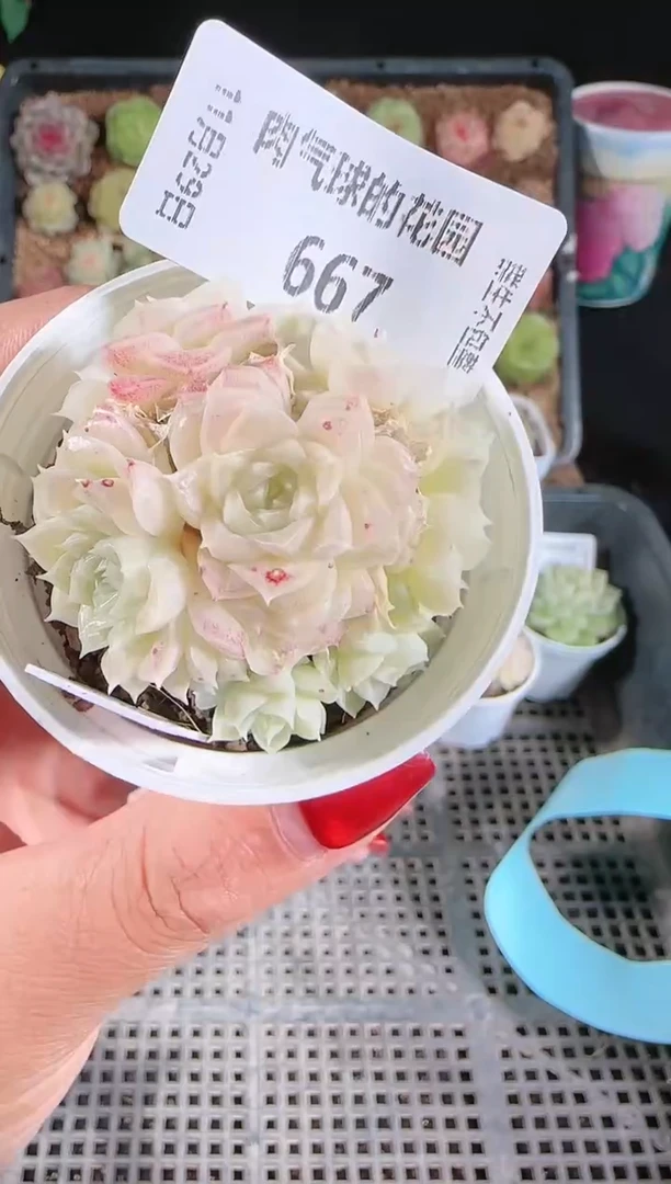 多肉1129-667朱砂痣（群生不包整）