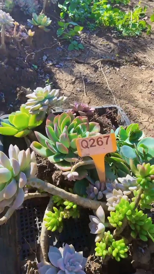 Q267地拍多肉枝头组合默认脱土发货