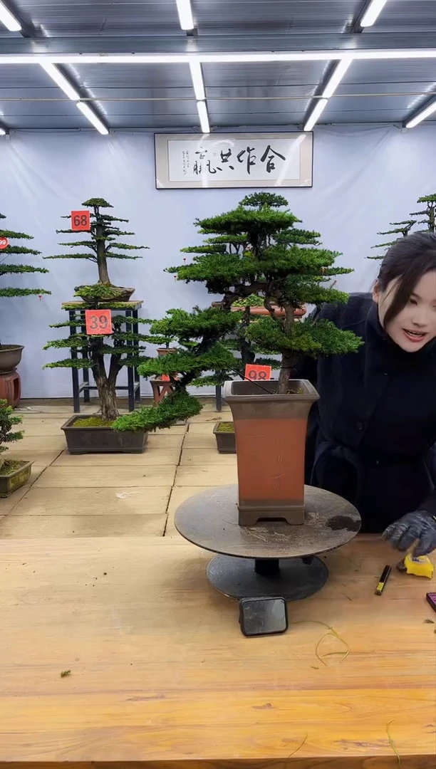 【闪购商品】高端盆景一物一拍，所见即所得