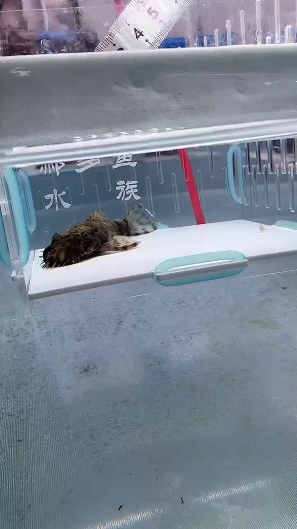清道夫7入缸不包损13
