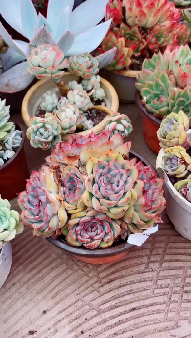 小*17080多肉植物一物一拍