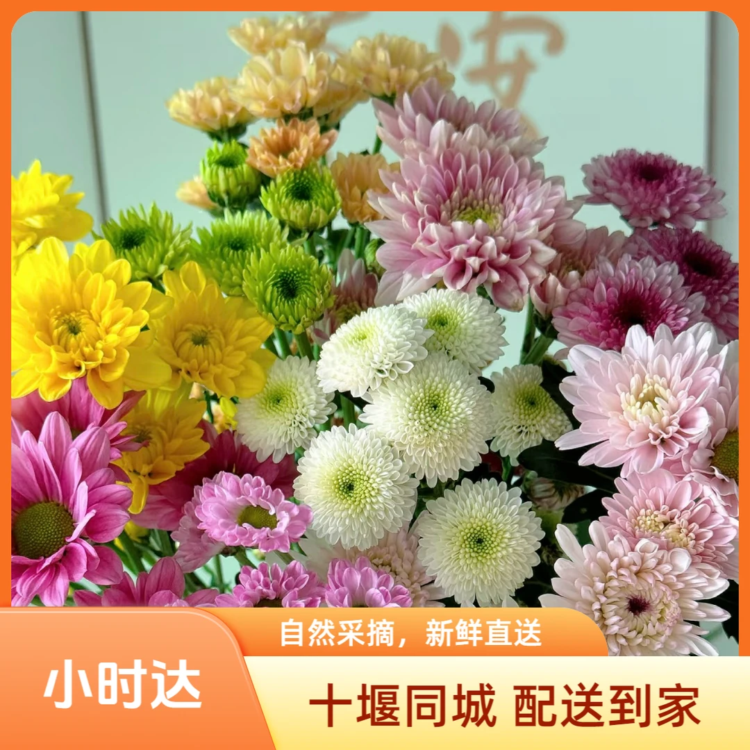 【小雏菊】1单起送10枝小雏菊随机颜色单枝花家居鲜花散花插花瓶生活鲜花 十堰同城小时达1-3小时配送到家