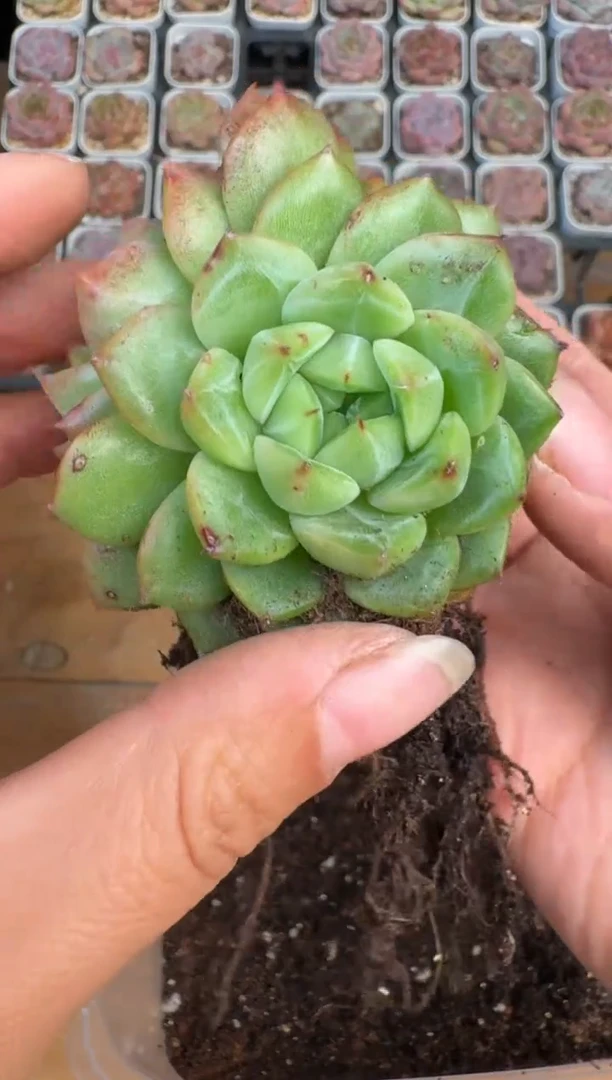 214Z珍妮多肉(6.5cm杯）一物一拍 带盆土发