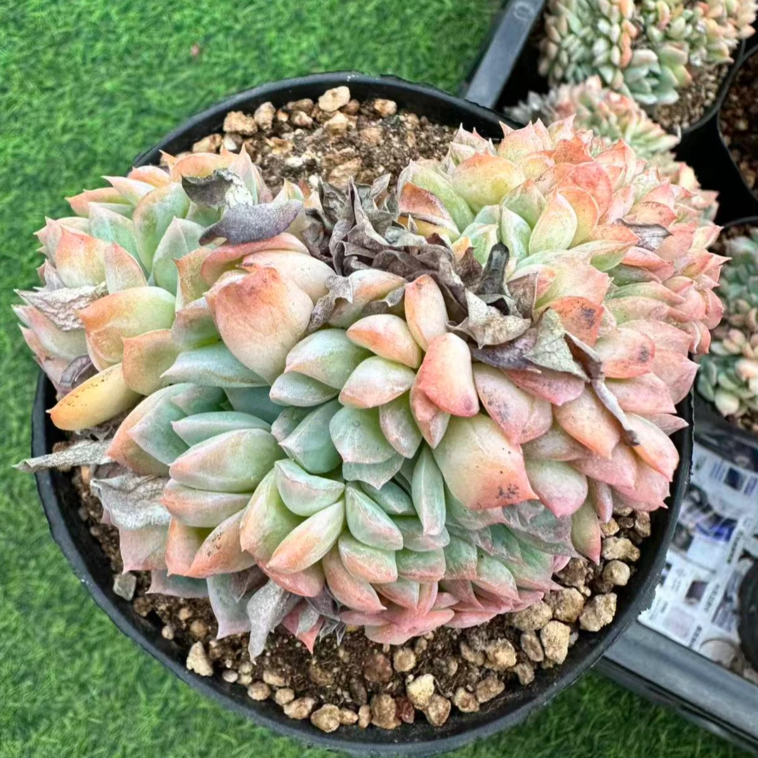 110#莎莎女王缀化（7-10cm）脱土