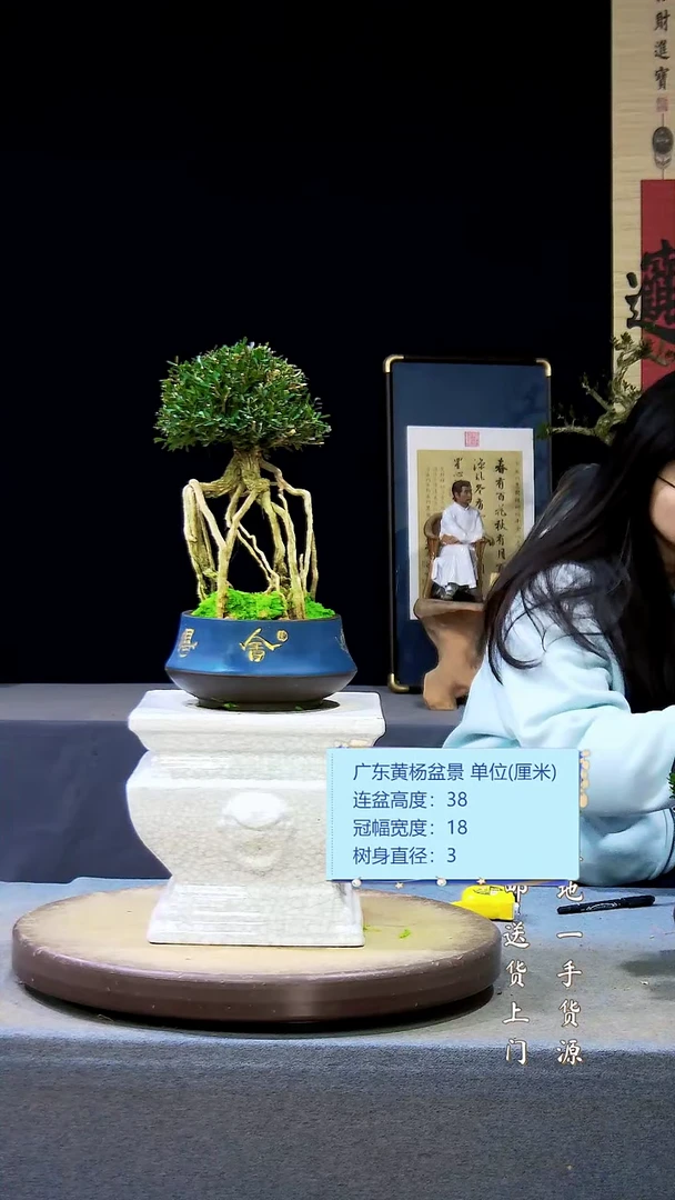 【闪购商品】雀舌黄杨盆景雀舌黄杨盆景