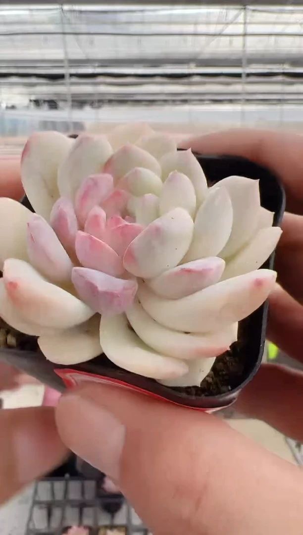 【闪购商品】新-97