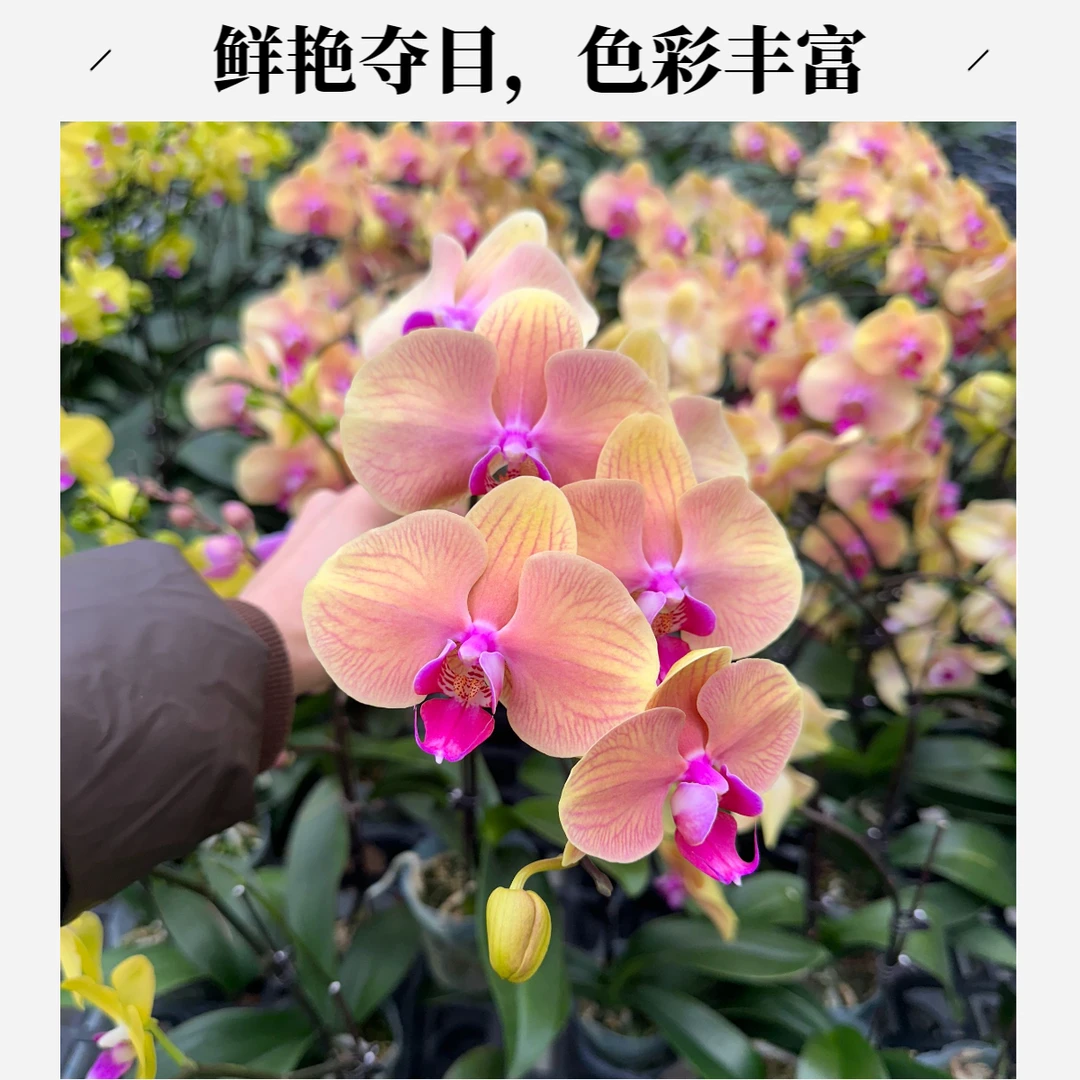 【梦幻丽莎】2.8寸 梦幻色系蝴蝶兰 福利不售后