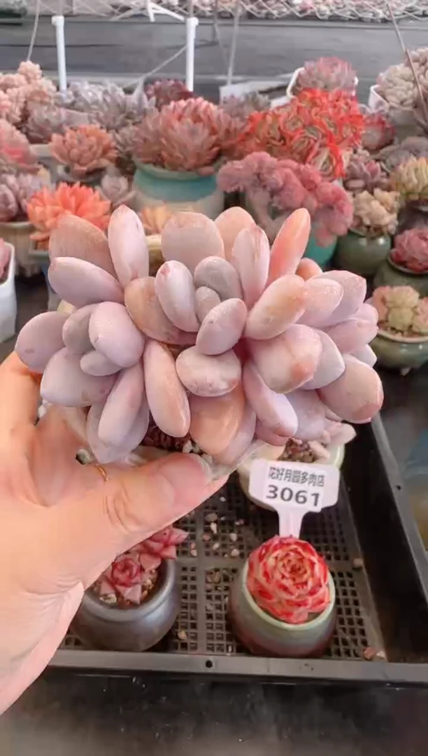 【闪购商品】3064.