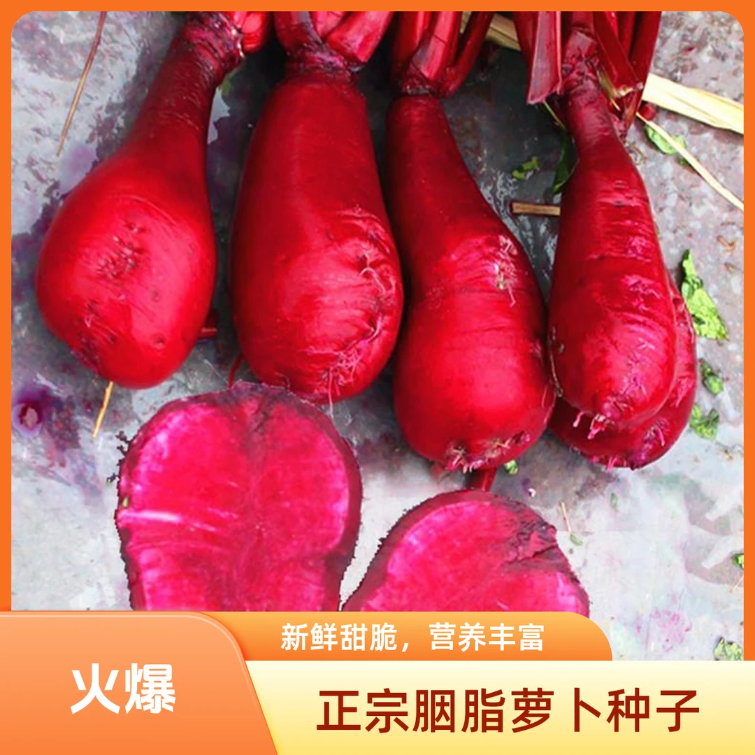 胭脂一号 胭脂萝卜种子 红皮红心 春夏种植 生长速度快