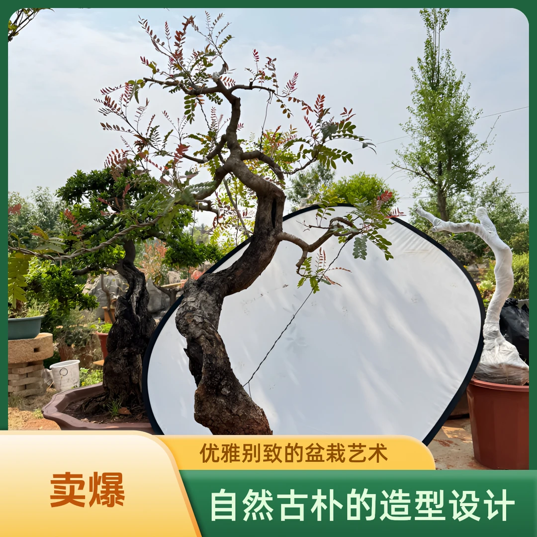 云南红芽清香木羊蹄甲小石积迎春花铁马鞭老桩炭化桩盆景