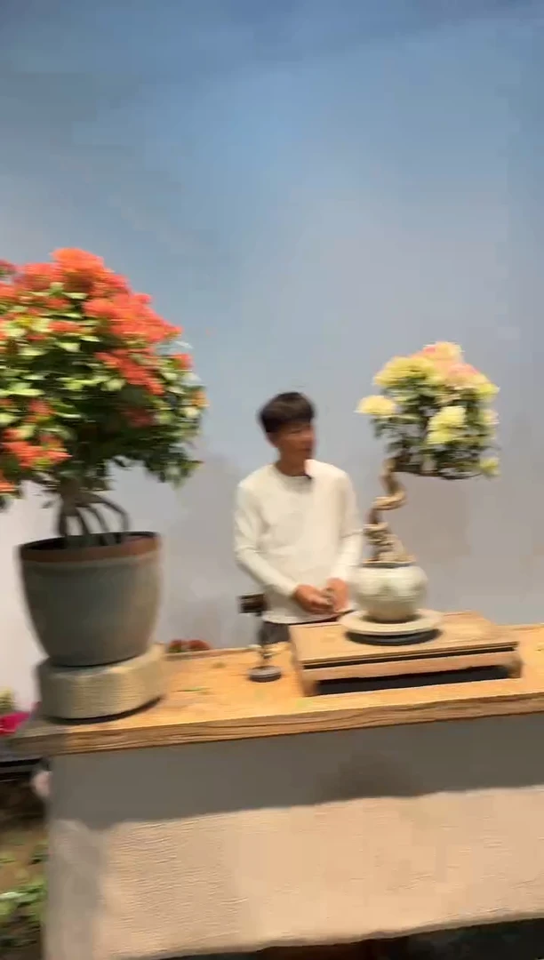 全部花朵李****～三角梅43