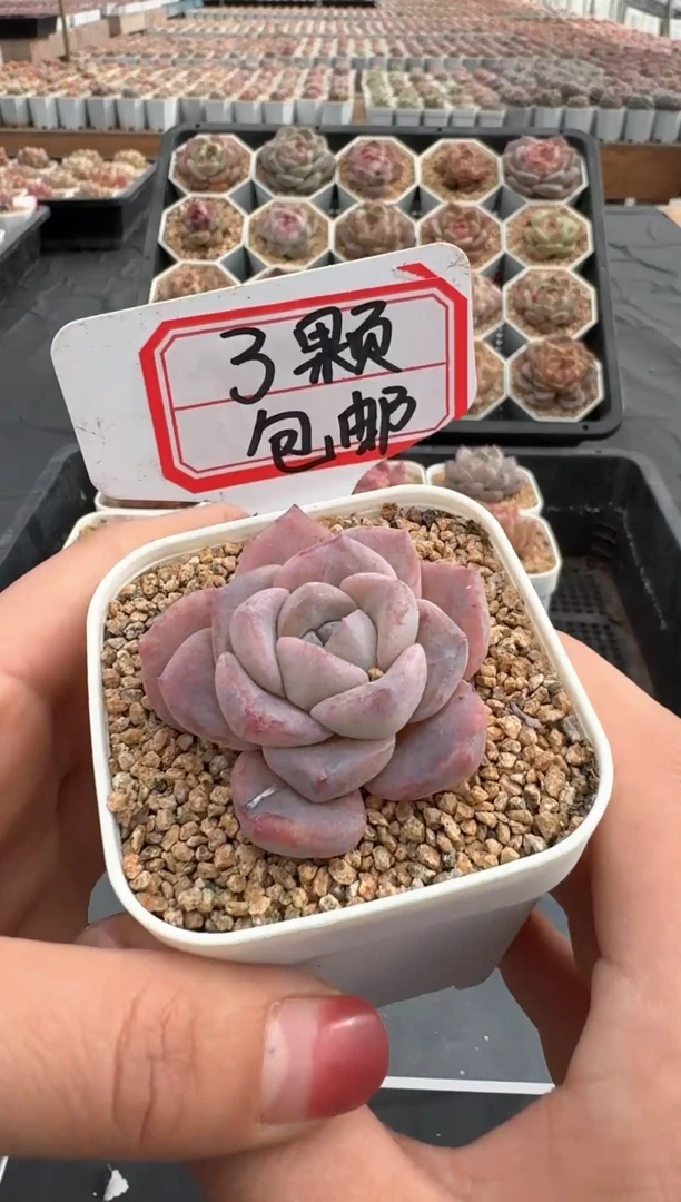 【闪购商品】617号 珍妮杂交多肉 花卉植物
