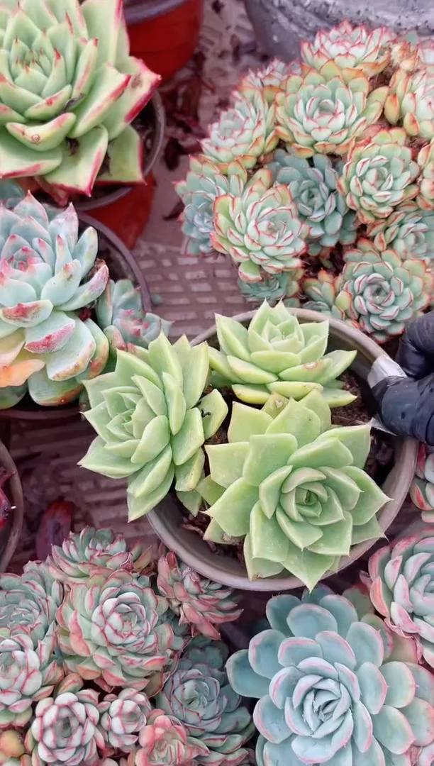 ^****^多肉植物一物一拍19124