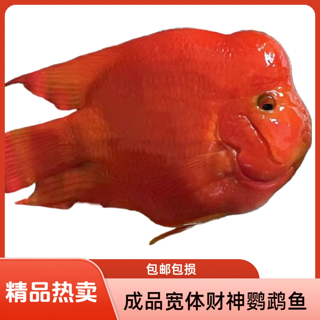 财神鱼鼓头鹦鹉鱼观赏鱼招财鱼血鹦鹉起头发财热带鱼红财神鱼