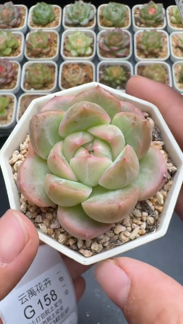 157G云禹多肉植物 脱土纸巾打包 3颗包邮