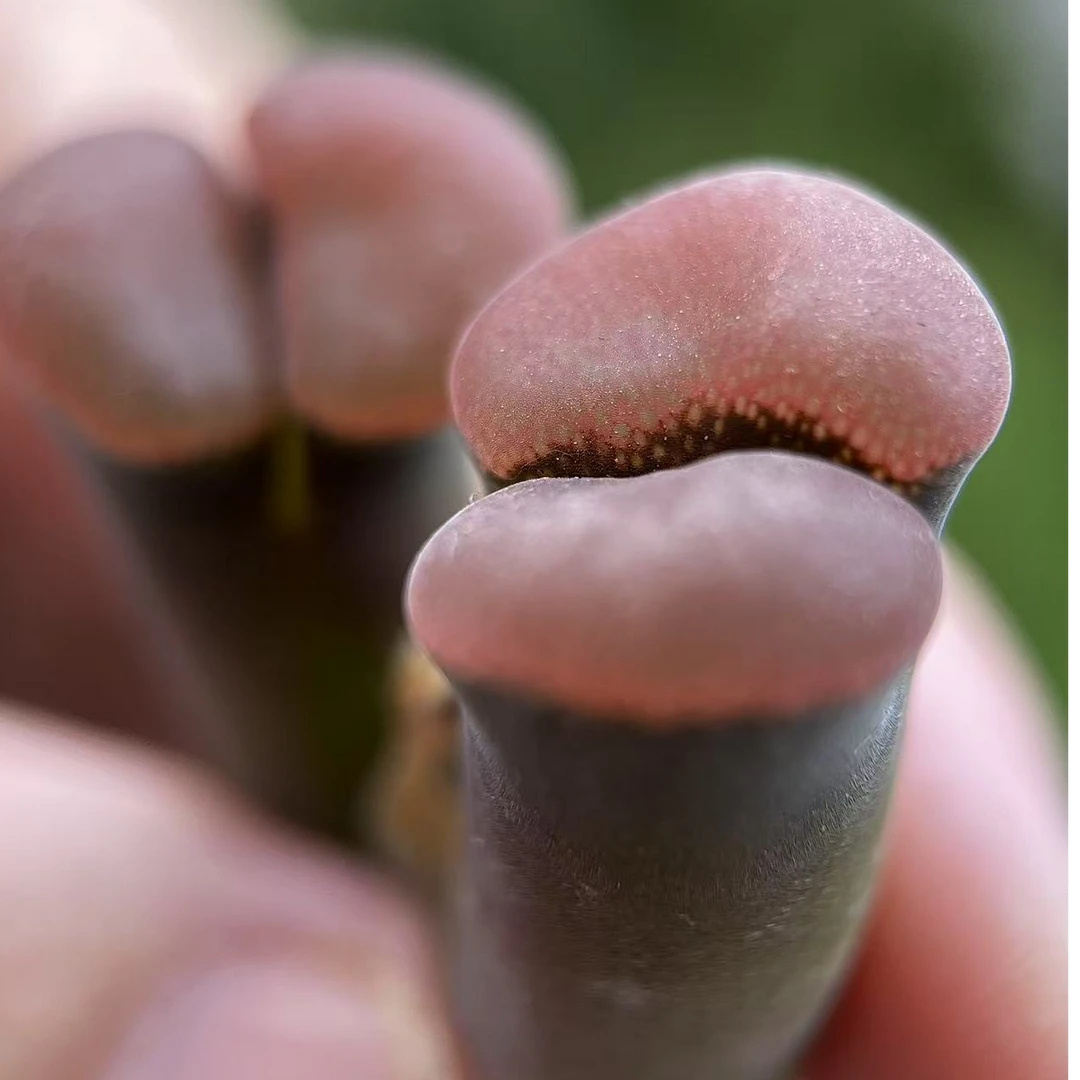 【柏实花园】1795cm10风铃1.5年单头阳台盆栽多肉植物