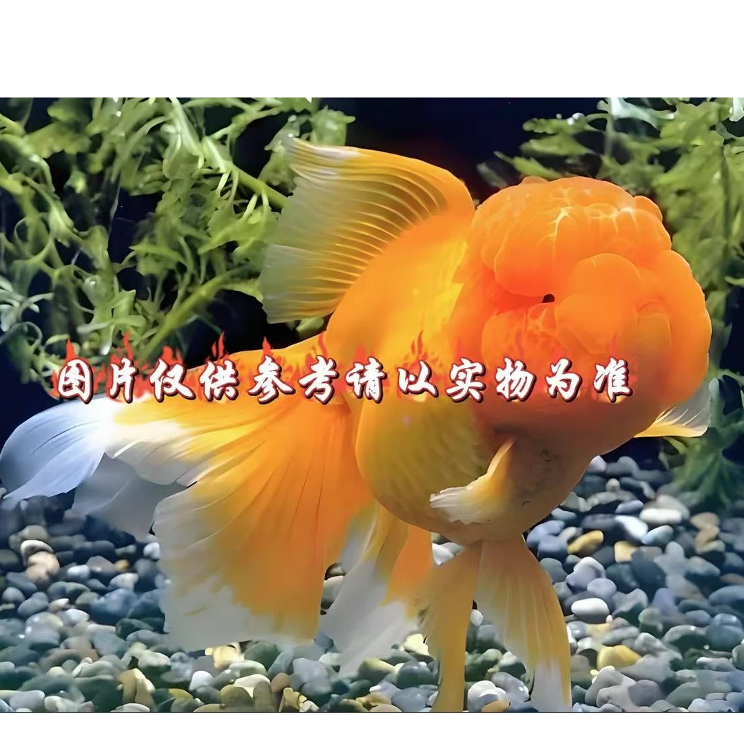 活体-精品泰狮-金鱼冷水鱼-渔场养殖耐活观赏鱼