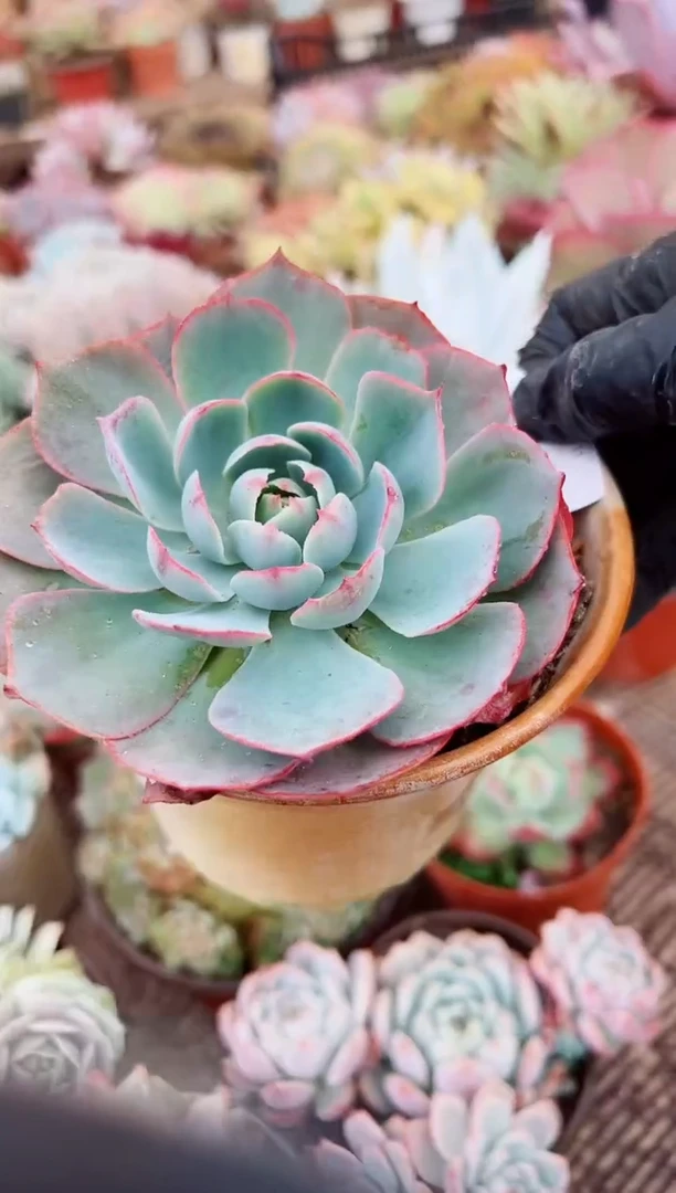 七****1多肉植物一物一拍31066