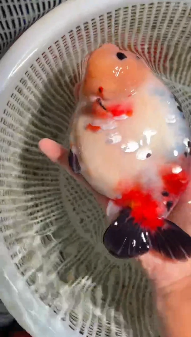 金鱼（运费到付，马印灯下展示）福州追鱼兰寿金鱼