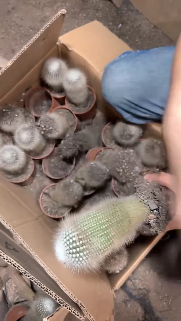 实生根 大单头 白小丁