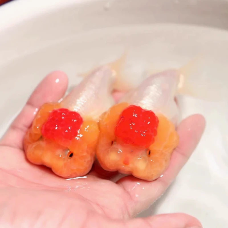 精品菠萝猫狮金鱼活鱼观赏鱼冷淡水活体好养红顶虎小红白猫狮