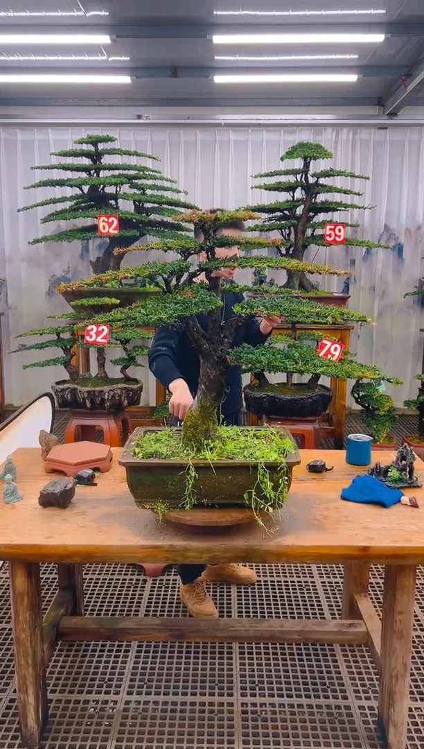 无花朵心精品盆景直播间一物一拍