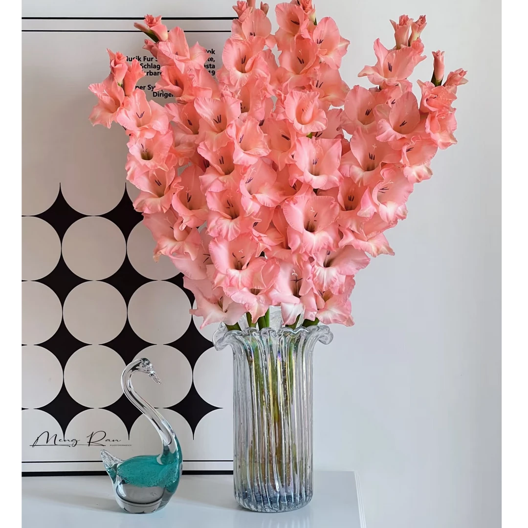 【花和优品】阳光粉剑兰——剑兰花开节节高