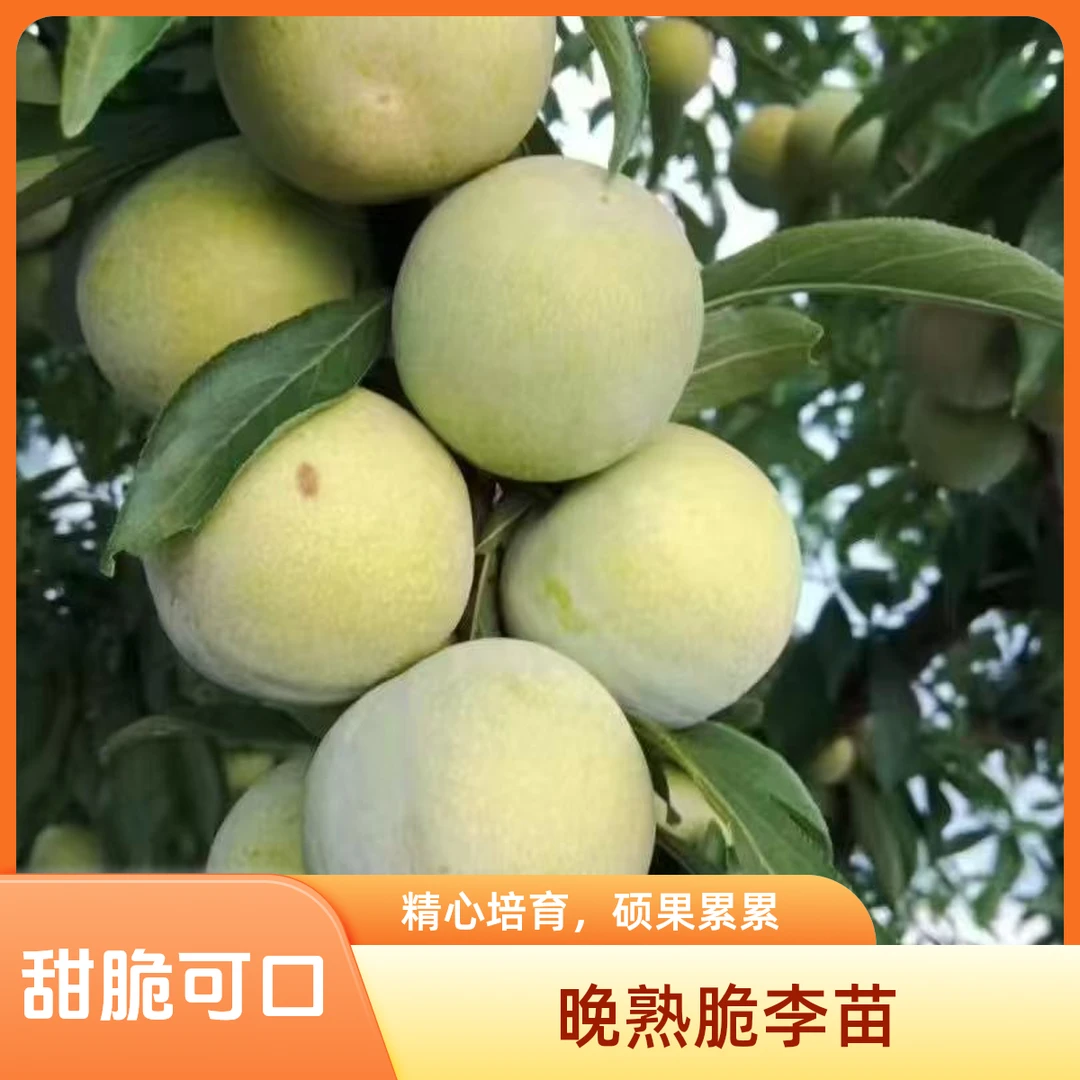 晚熟脆李盆苗盆栽寿桃地栽庭院南北种植水果计划果树苗木桃子中华