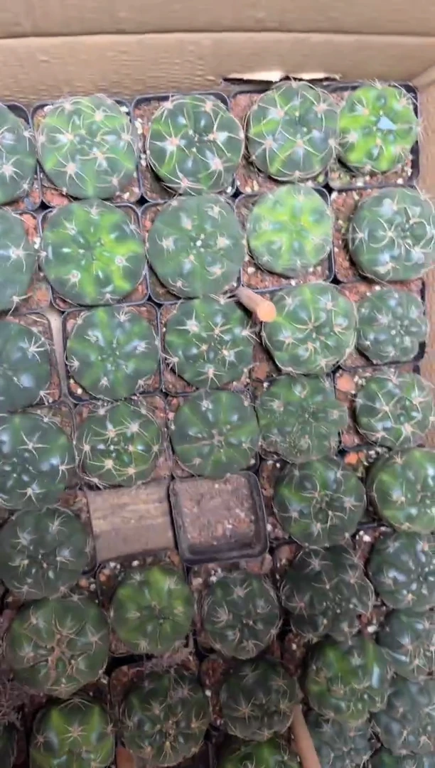 2颗 趴刺 高木海王【实生根】