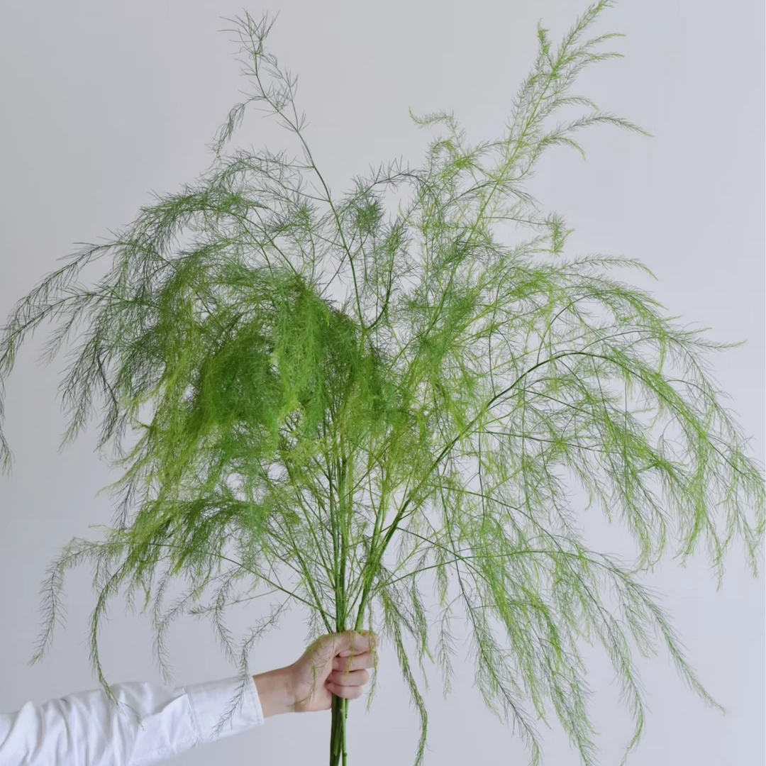 芦荀草  1扎 基地直发