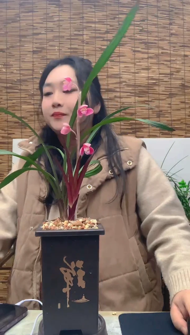 大部分花苞少量开放红草2苗带芽种好发货