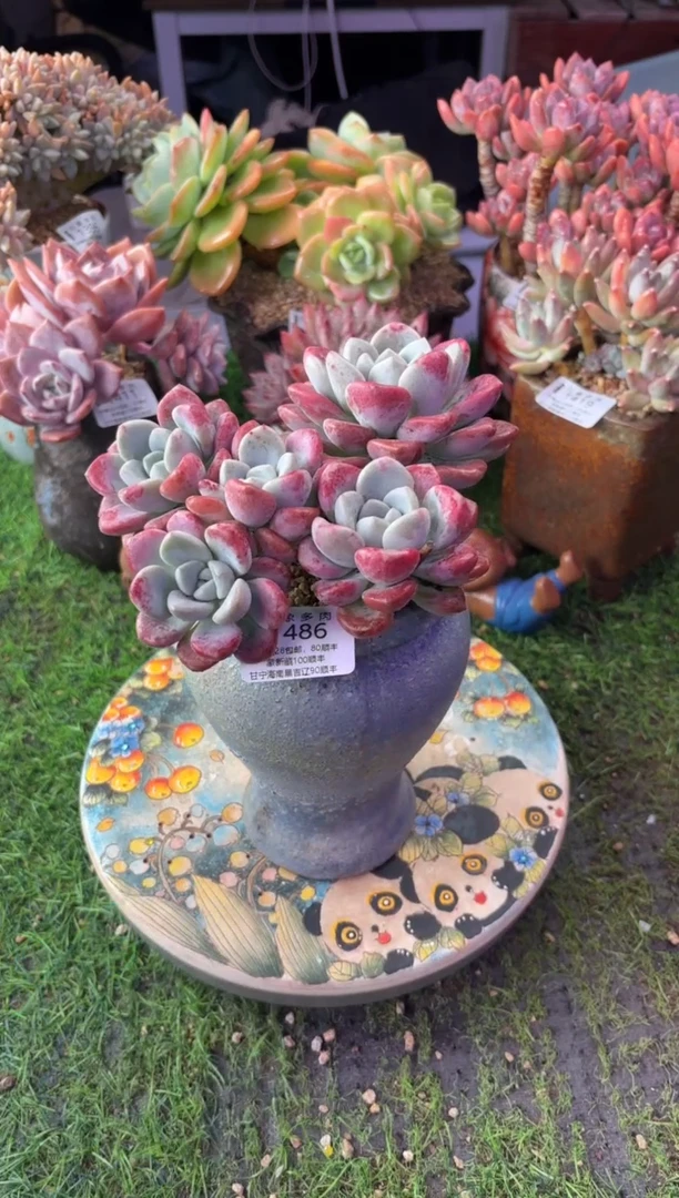 昆明印象多肉1486