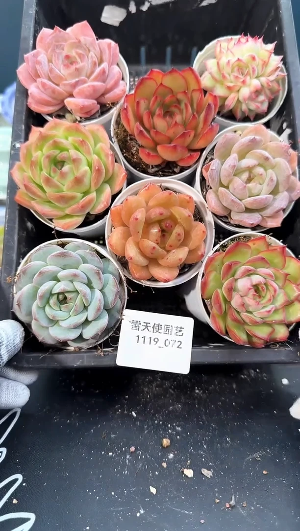 1119- 072  多肉8颗